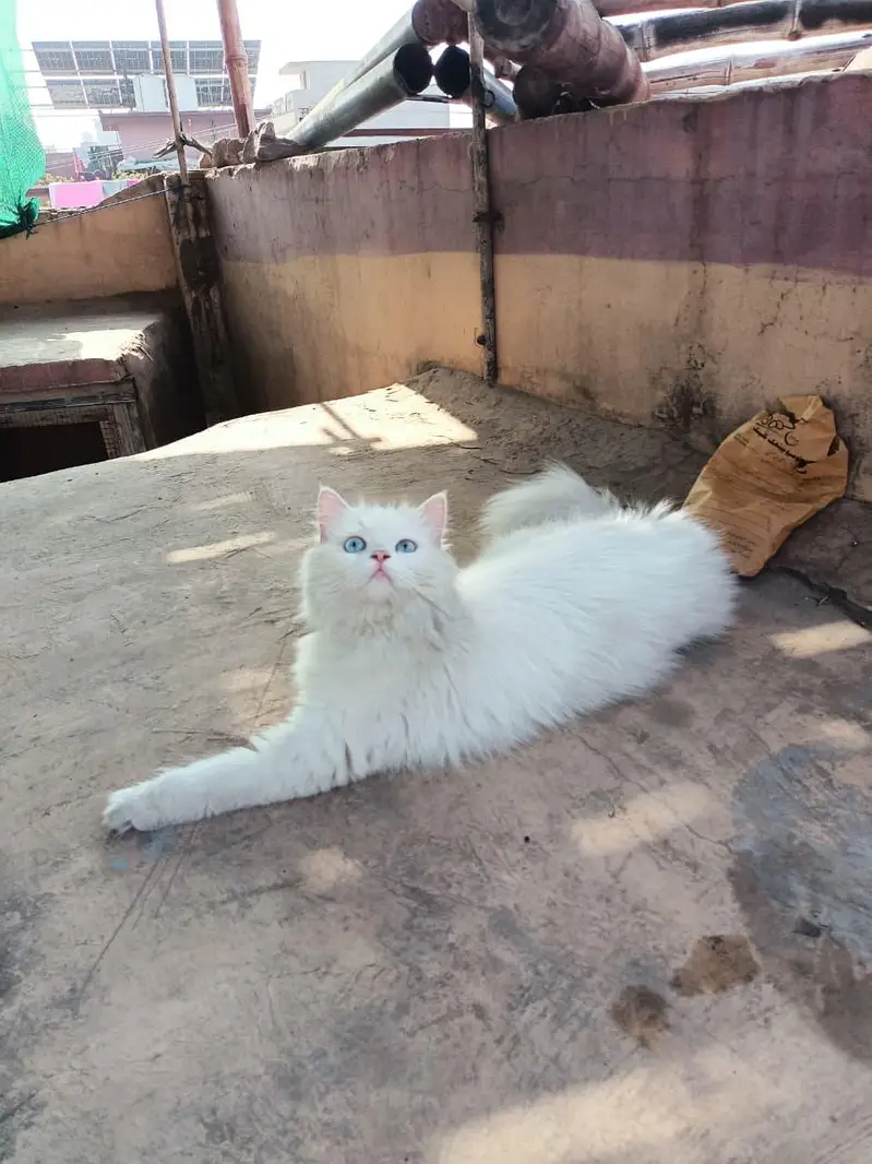 persian cat — photo 2