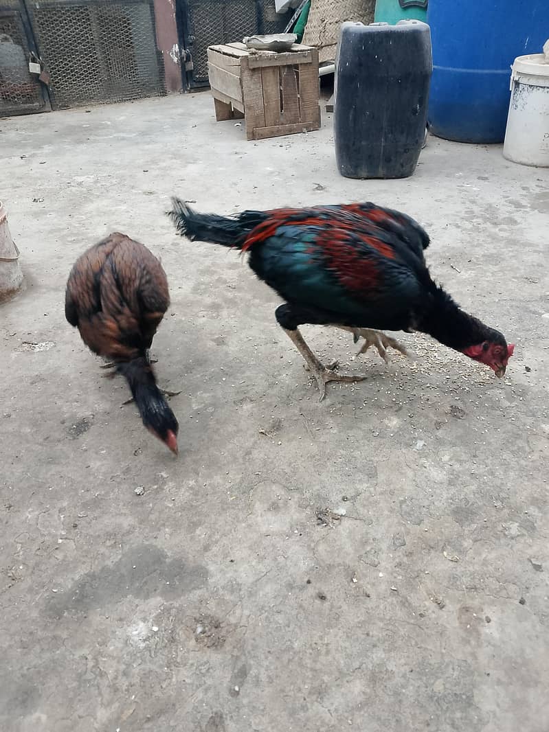 vip Aseel pair 4