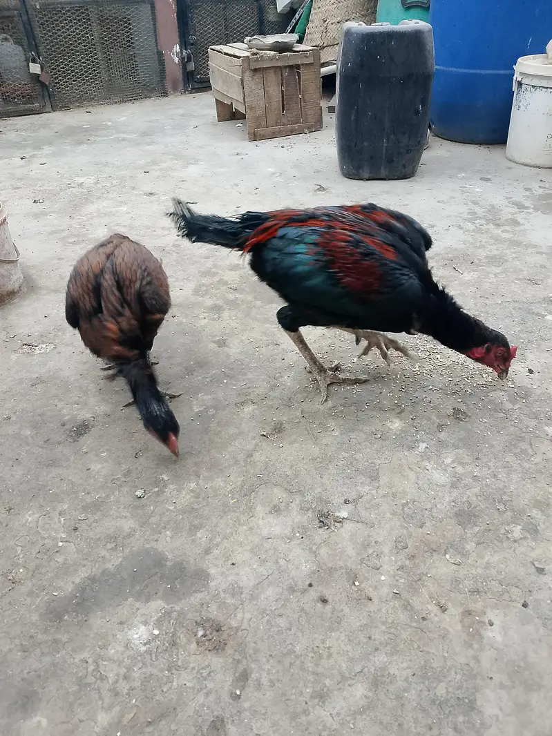 vip Aseel pair — photo 5