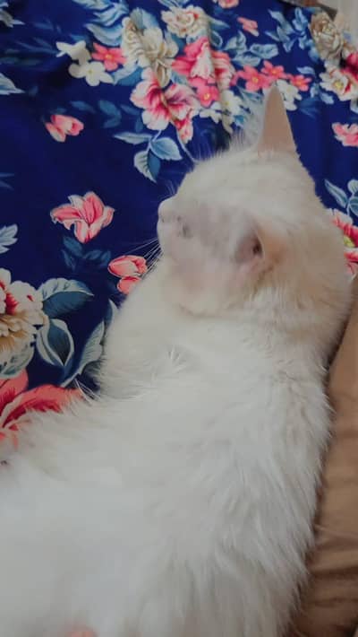 Turkish cat
