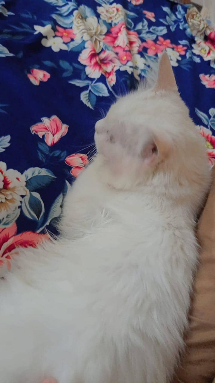 Turkish cat 0