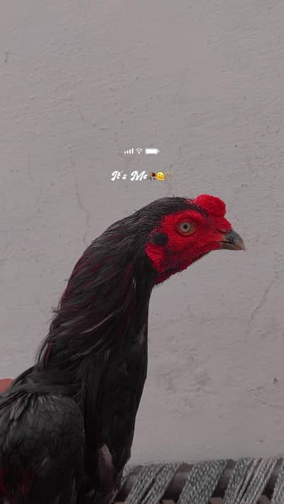 mian wali lakha aseel murga and white eye 