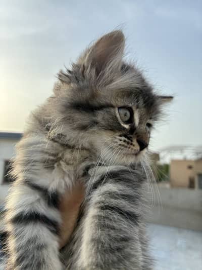 Fluffy Grey Tabby Kitten (Mix-breed)