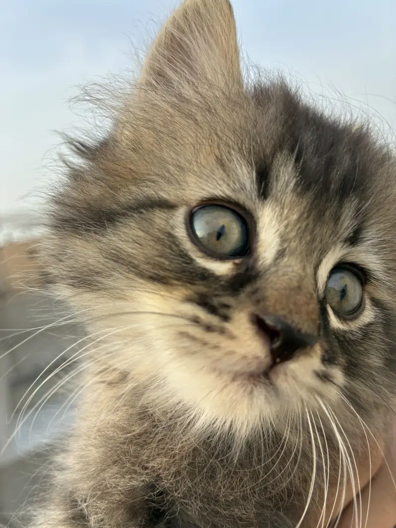Fluffy Grey Tabby Kitten (Mix-breed) — photo 2