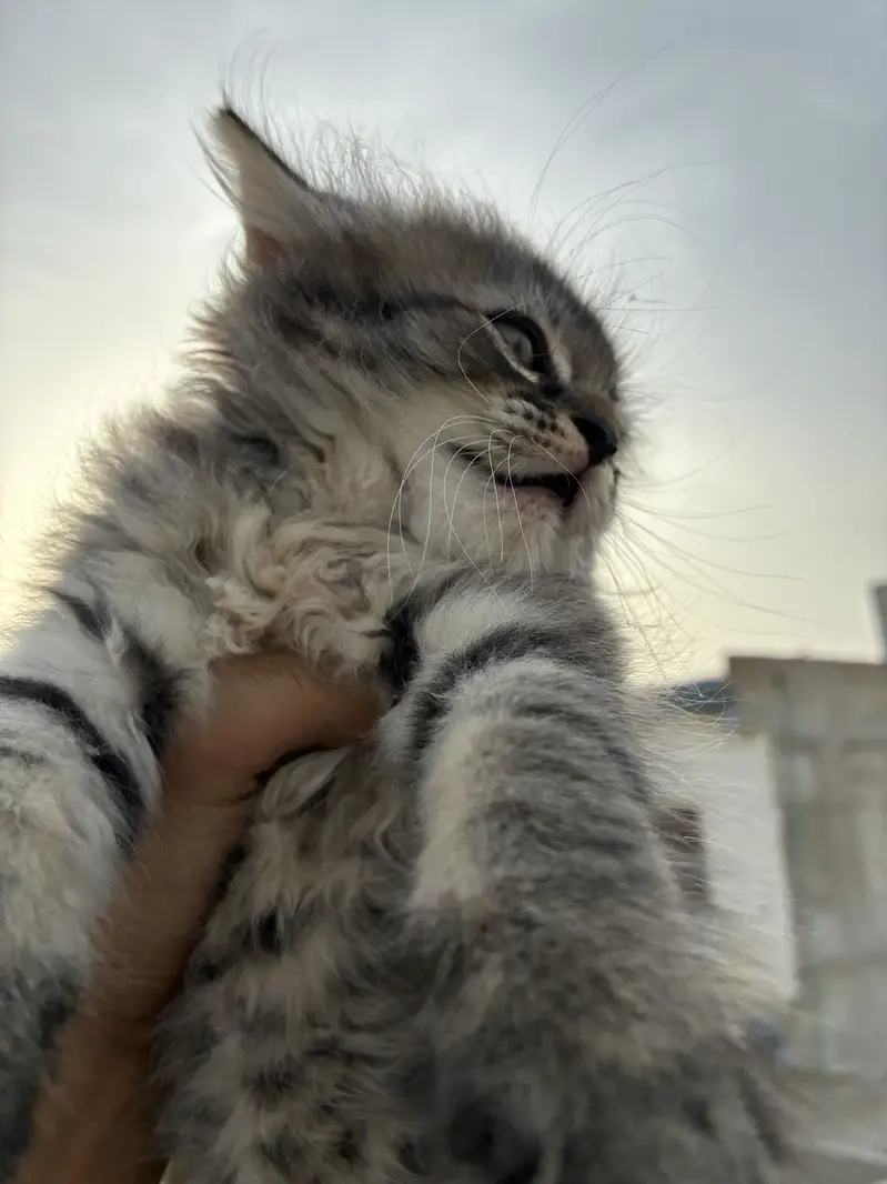 Fluffy Grey Tabby Kitten (Mix-breed) — photo 3