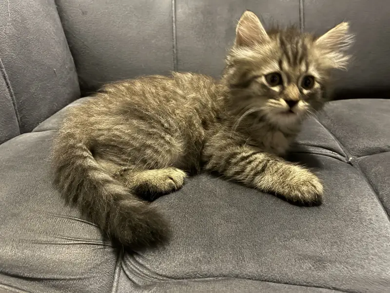 Fluffy Grey Tabby Kitten (Mix-breed) — photo 4