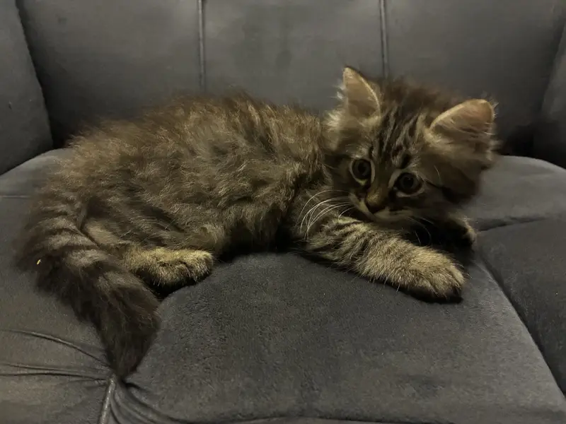 Fluffy Grey Tabby Kitten (Mix-breed) — photo 5