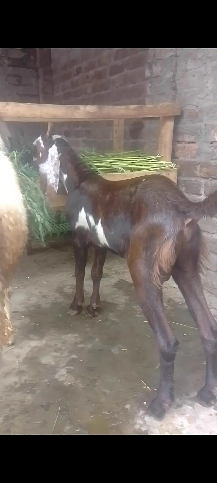 Desi Nagra Dabba Male #03274116585 — photo 2