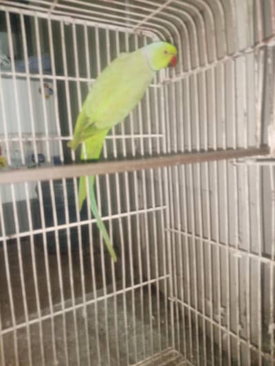 ringneck parrot
