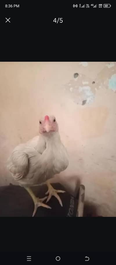 Heera aseel Hen