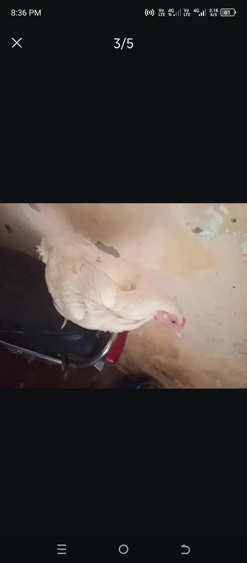 Heera aseel Hen — photo 2