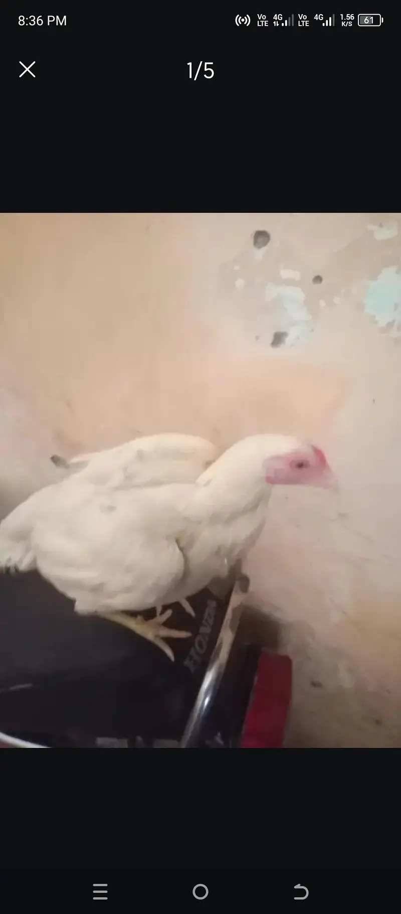 Heera aseel Hen — photo 4
