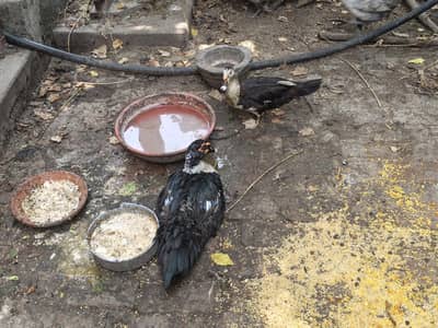 Feral Muscovy Ducks