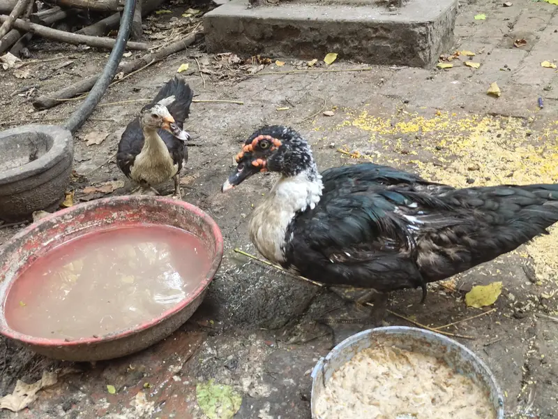 Feral Muscovy Ducks — photo 2