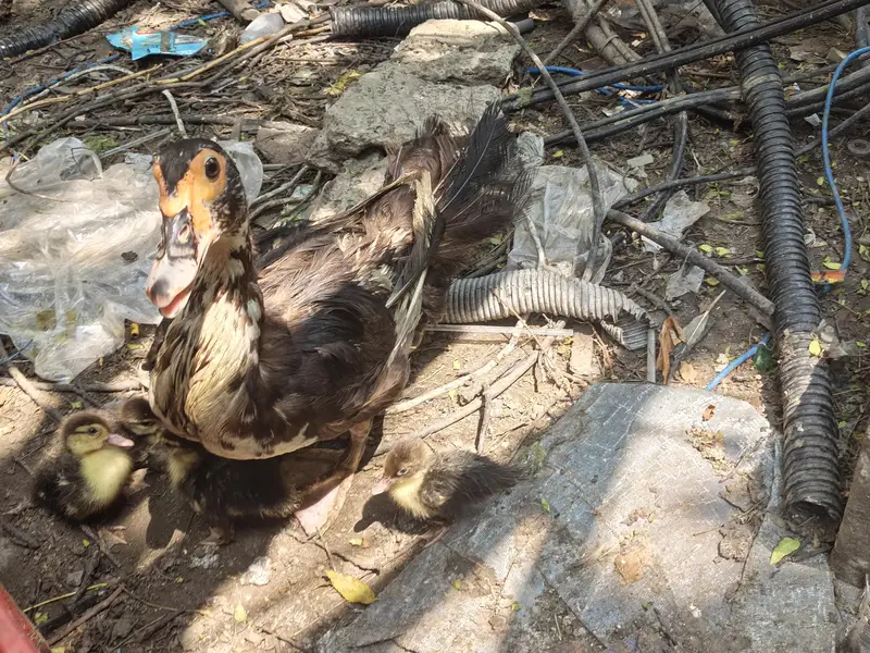 Feral Muscovy Ducks — photo 3