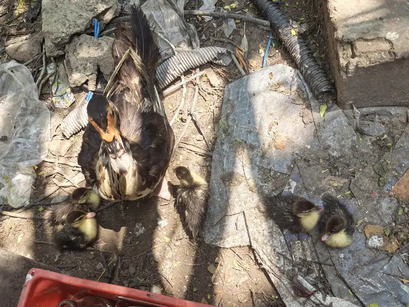 Feral Muscovy Ducks — photo 4