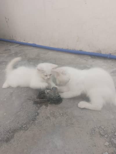 6000 ik kitten ki price hai
