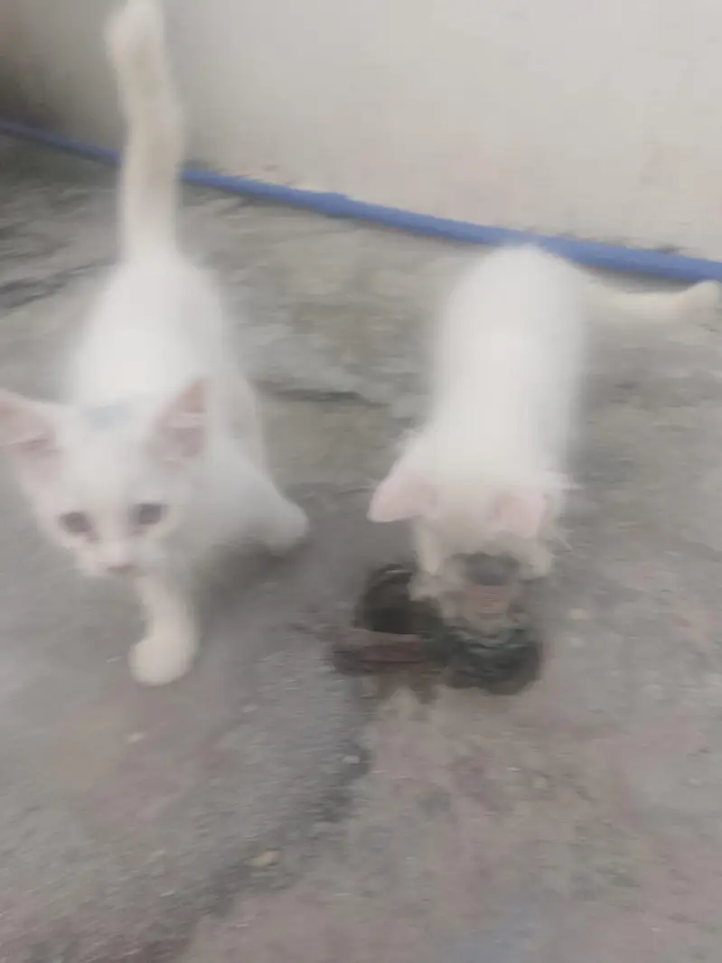 6000 ik kitten ki price hai — photo 2