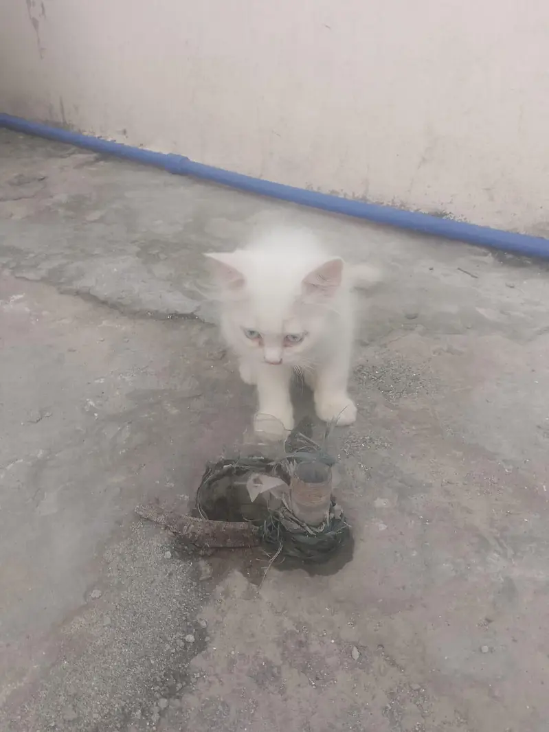 6000 ik kitten ki price hai — photo 3