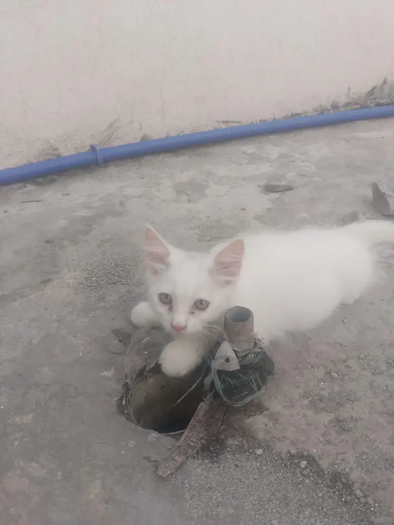 6000 ik kitten ki price hai — photo 4