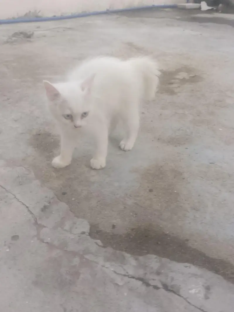 6000 ik kitten ki price hai — photo 5