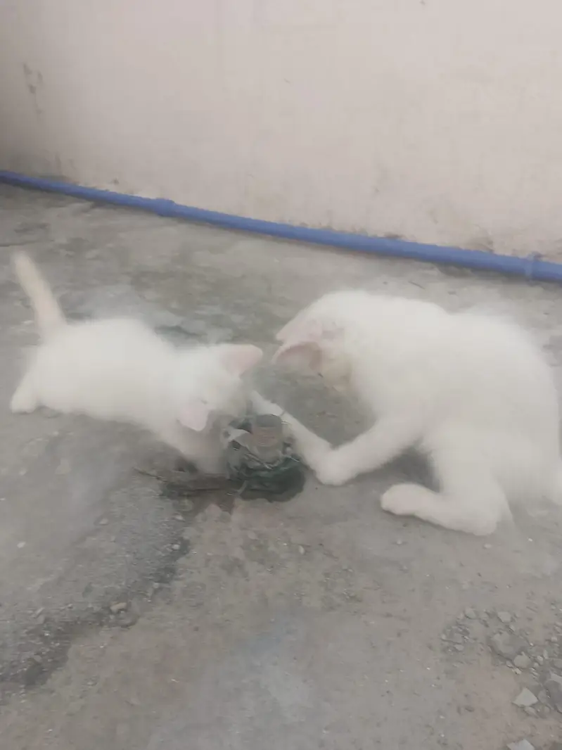 6000 ik kitten ki price hai — photo 6