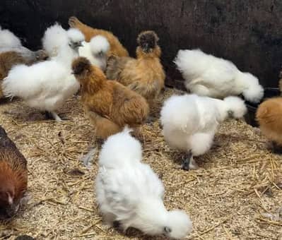 Silky one month chicks avalible