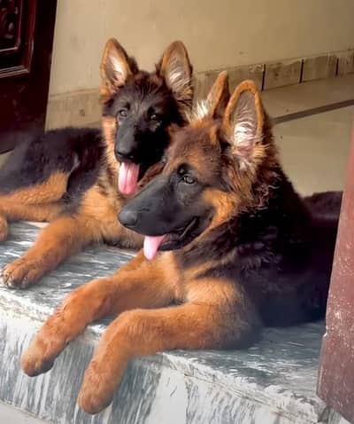 German shepherd puppies for sale healthy