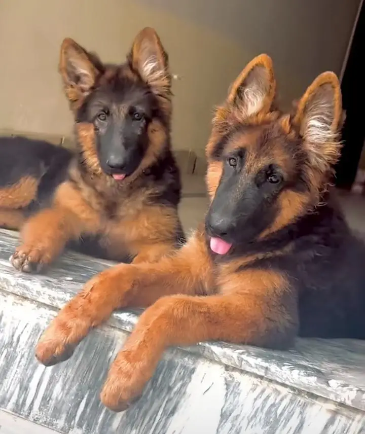 German shepherd puppies for sale healthy — photo 2