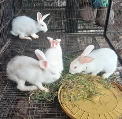 Red Eyes Rabits Female For sale