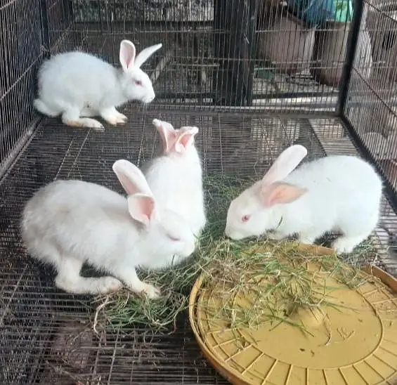 Red Eyes Rabits Female For sale