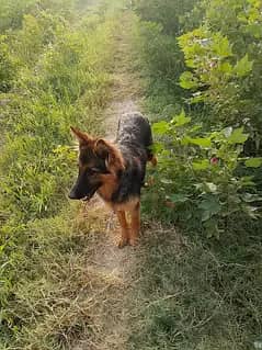 German shepherd double coat for sell