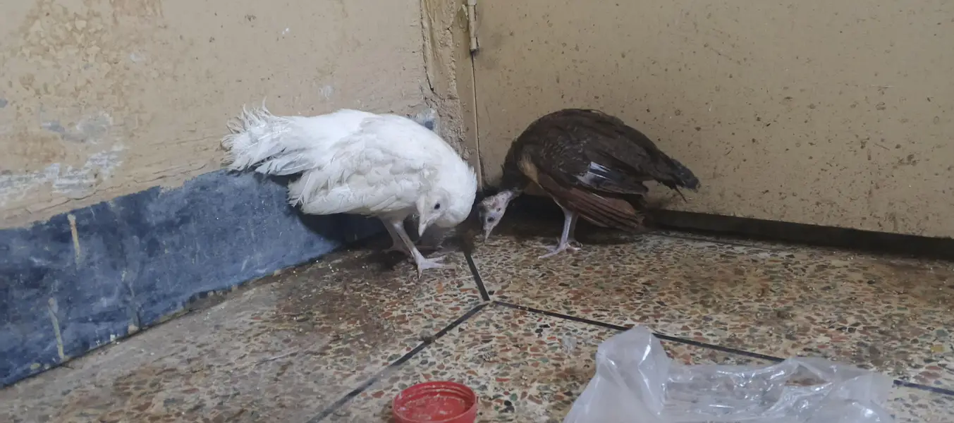 emerald male and common white female — photo 3