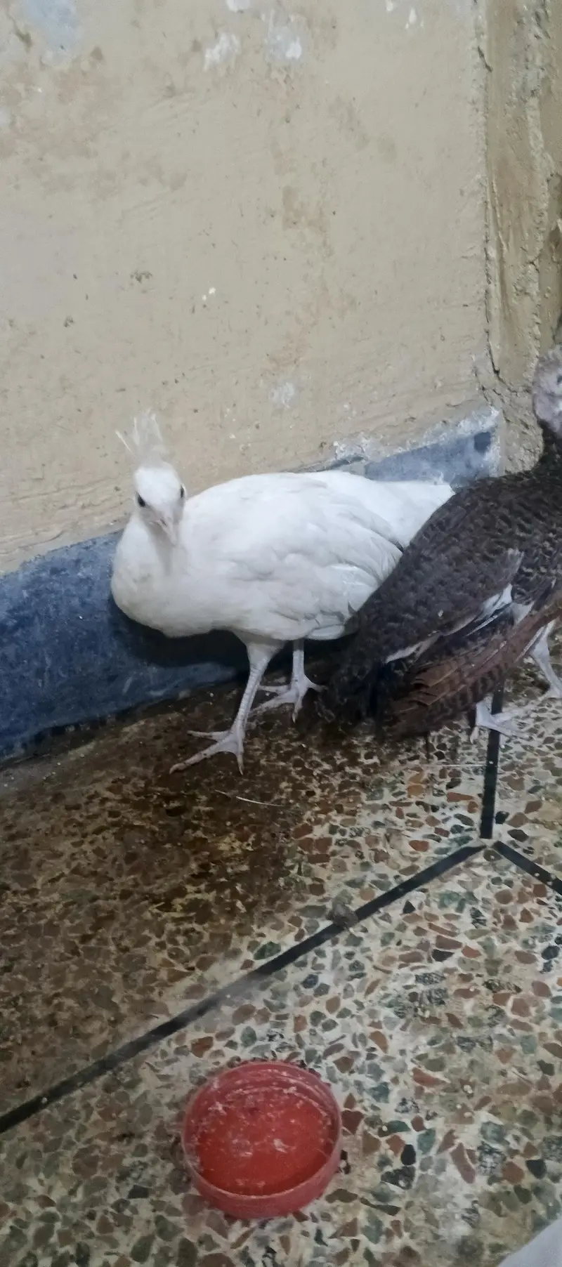emerald male and common white female — photo 5