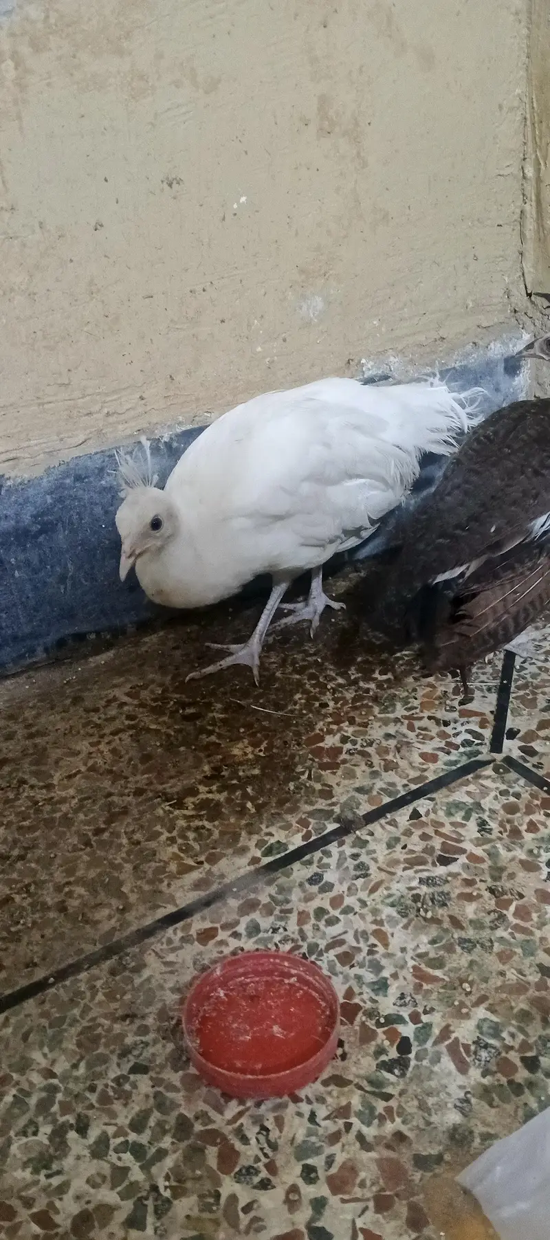 emerald male and common white female — photo 7