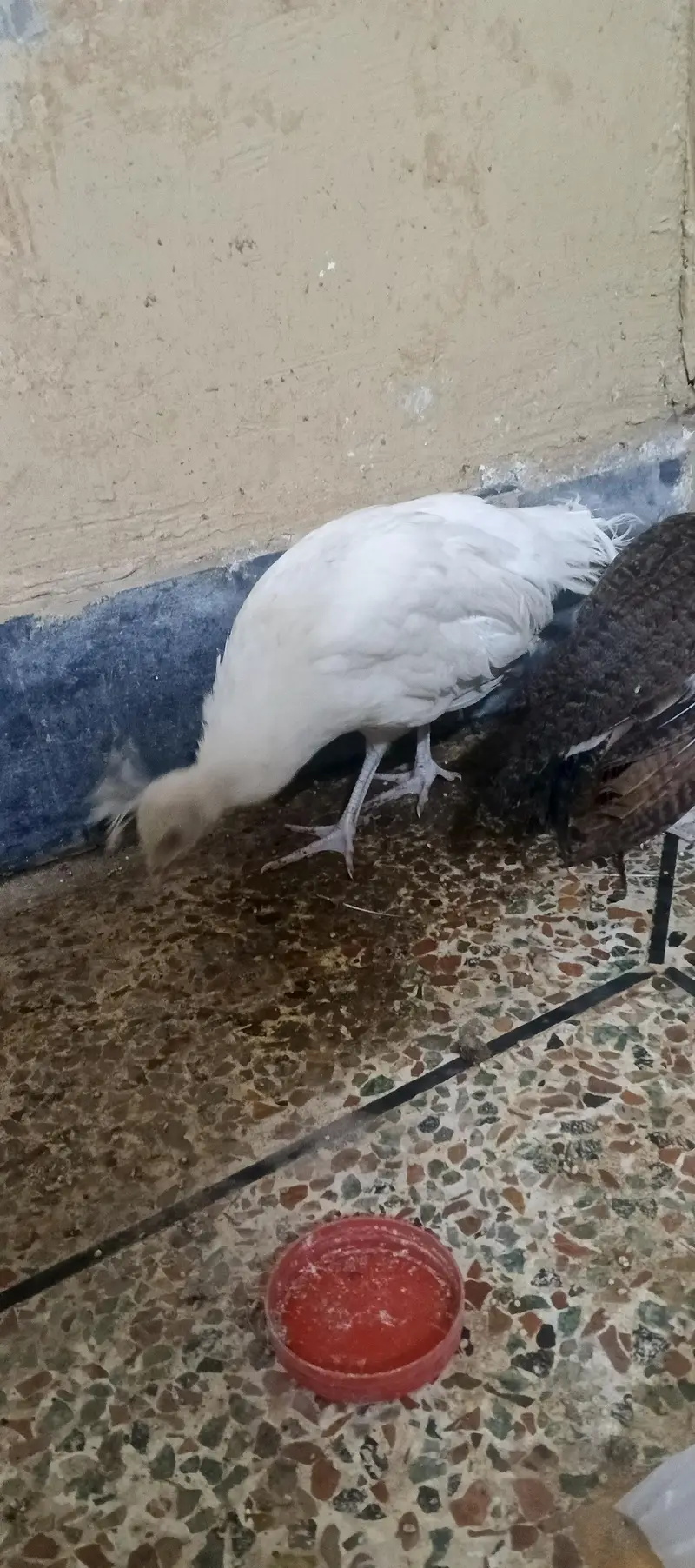 emerald male and common white female — photo 8