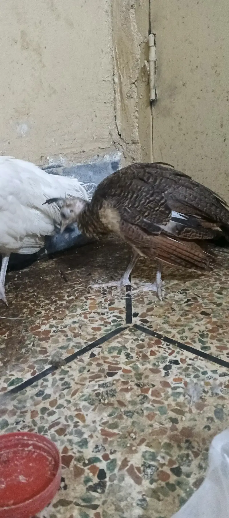 emerald male and common white female — photo 11