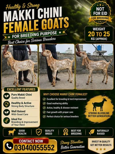 Pure Makki Cheeni Goats for Sale | Makki Cheeni Goats