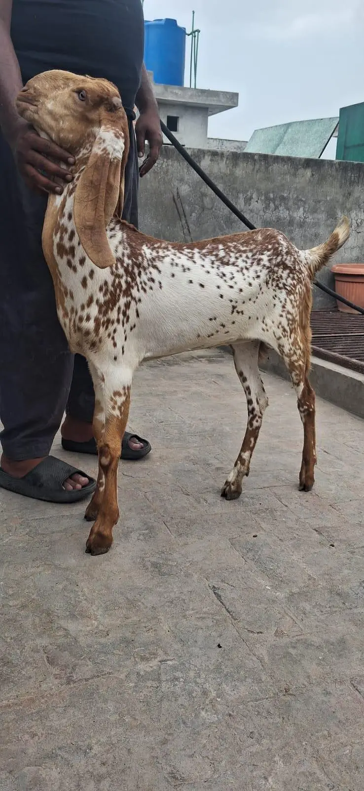 Pure Makki Cheeni Goats for Sale | Makki Cheeni Goats — photo 2