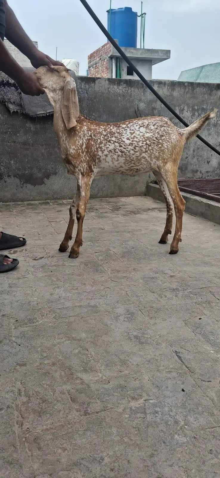 Pure Makki Cheeni Goats for Sale | Makki Cheeni Goats — photo 3