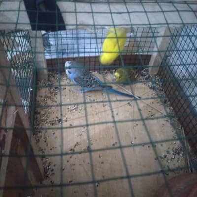 Pet  T