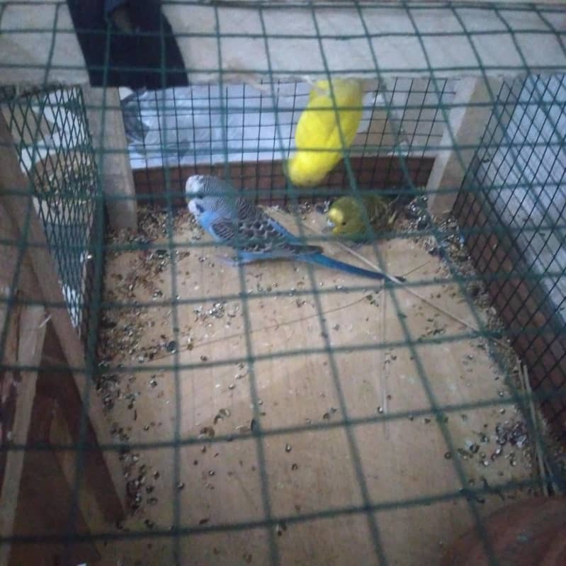 Pet  T 0