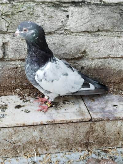 mix breedr pair single