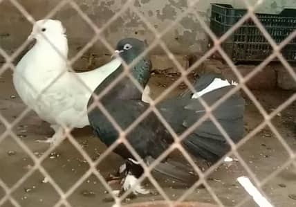 pigeon