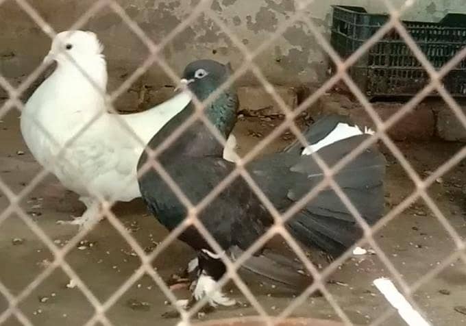pigeon 0