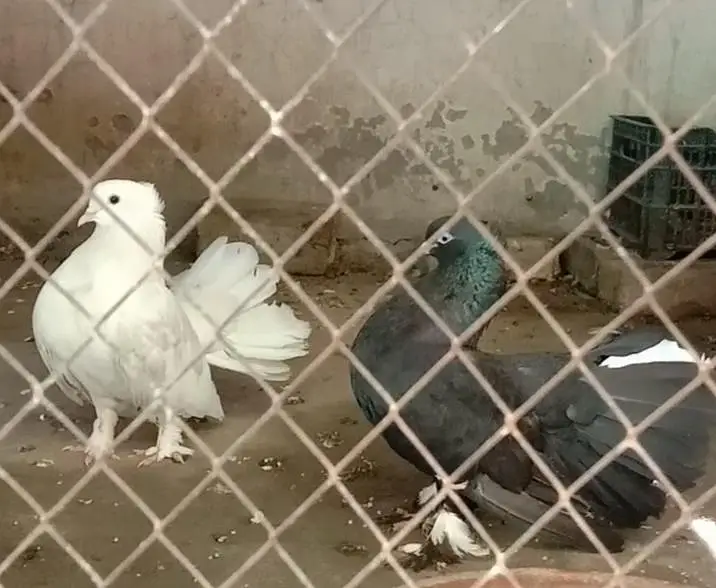 pigeon — photo 2