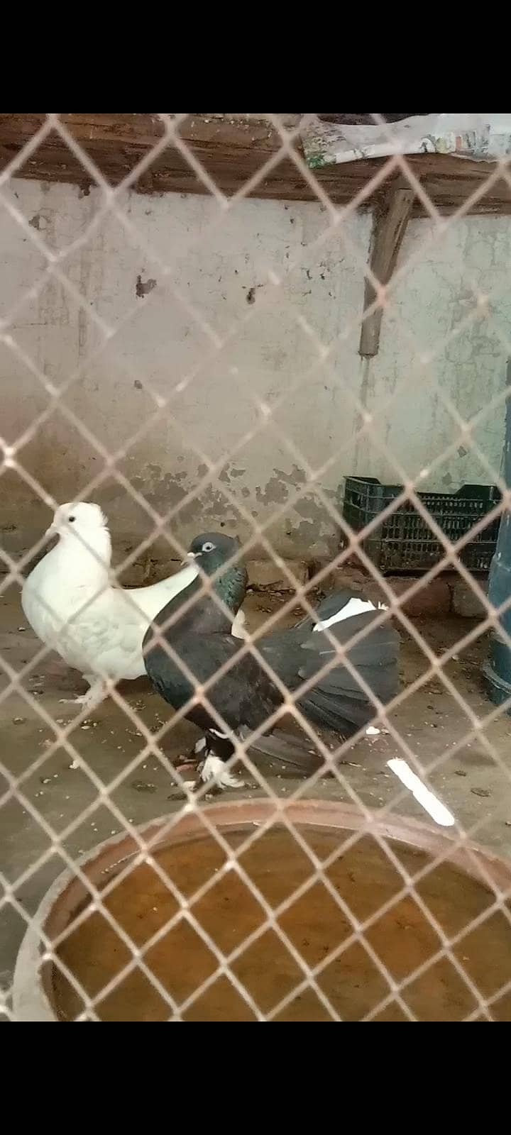 pigeon 2