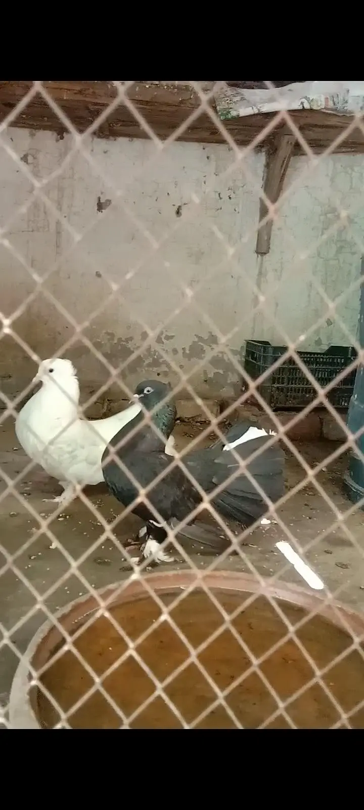 pigeon — photo 3