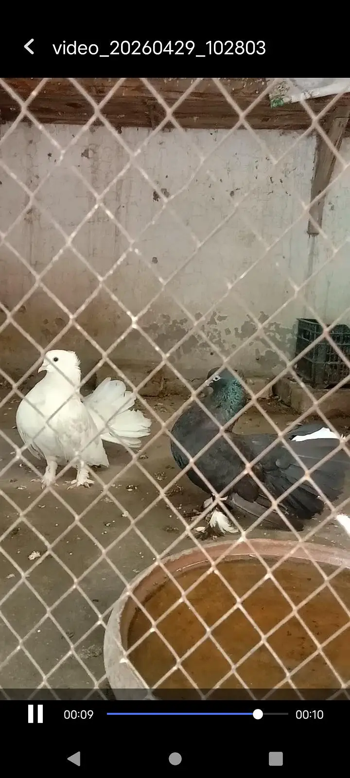 pigeon — photo 4