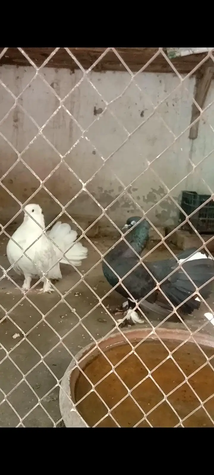 pigeon — photo 5